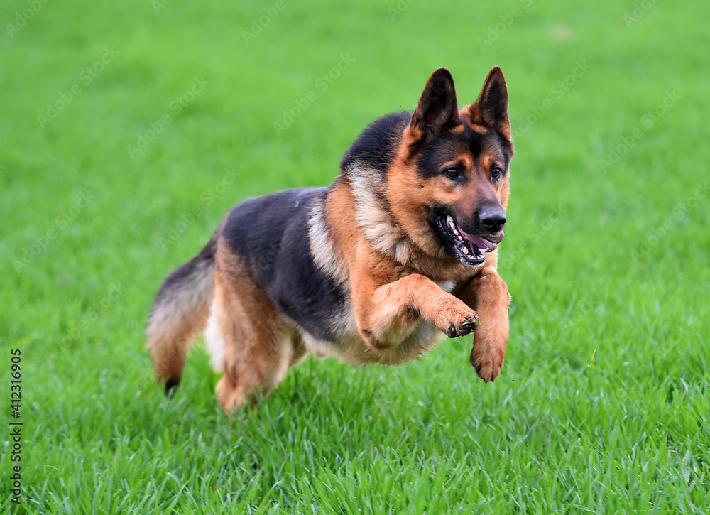 a nice german shepherd in a green field