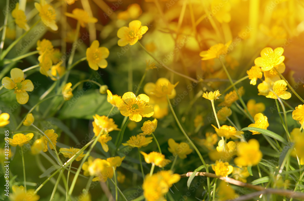 Obraz premium Herbaceous plant model species of the genus Ranunculus of the family Ranunculaceae.
