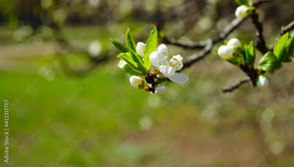 Beautiful white apple or pear blossom.Flowering apple pear tree.Fresh spring background on nature outdoors.Soft focus image of blossoming flowers in spring time.For easter and spring greeting cards Beautiful white apple or pear blossom.Flowering apple pear tree.Fresh spring background on nature outdoors.Soft focus image of blossoming flowers in spring time.For easter and spring greeting cards