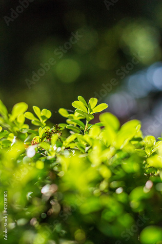 arbusto con bokeh luz natural distancia focal corta