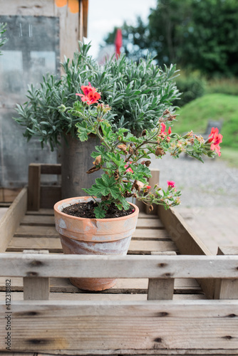 Wallpaper Mural pink plant in pot Torontodigital.ca
