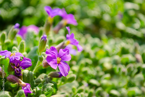 Spring nature common violets background. Viola Odorata flowers in the garden .Glade with purple flowers of violets close up © MTX