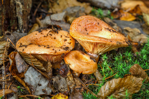 Saffron milk cap (Lactarius deliciosus) mushroom. aka red pine mushrooms aka Lactarius deliciosus in a grass., delicious edible mushrooms on a mos in natural habitat, spruce forest, early autumn shot photo