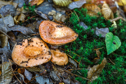 Saffron milk cap (Lactarius deliciosus) mushroom. aka red pine mushrooms aka Lactarius deliciosus in a grass., delicious edible mushrooms on a mos in natural habitat, spruce forest, early autumn shot