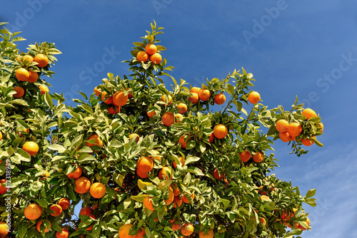 Paterna, Valencia, Spain: 01.26.2021; The orange tree with fruits