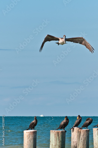 frump view, far distance of a brown pelican flying, toward photographer, at a tropical beach, on gulf of Mexico, on sunny day
