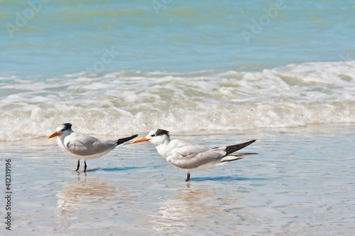 side view  close distance of a royal tern standing on a sandy  tropical shoreline  facing the wind  on a sunny morning  on gulf of Mexico