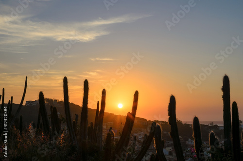 Sunset and cactus in front photo