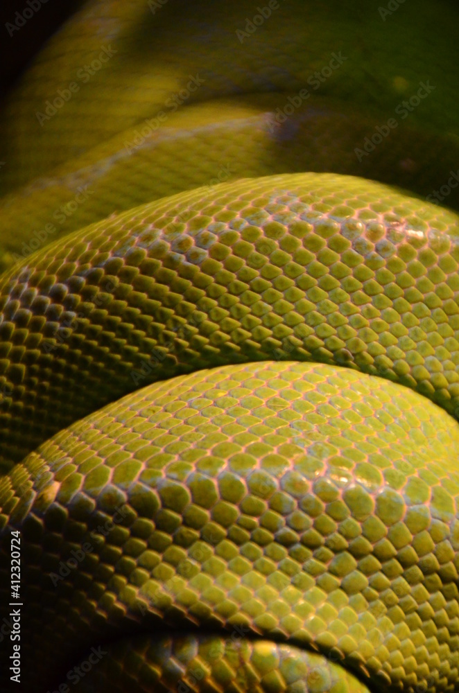 Obraz premium Snake scales