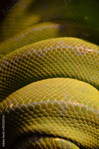 Snake scales