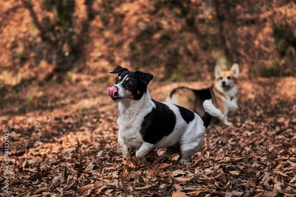 Two English breeds of dogs are hunting and herding. Black and white smooth haired Jack Russell Terrier and charming young Welsh corgi Pembroke tricolor color sit in autumn forest for walk. Two English breeds of dogs are hunting and herding. Black and white smooth haired Jack Russell Terrier and charming young Welsh corgi Pembroke tricolor color sit in autumn forest for walk.