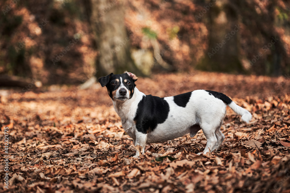 Smooth haired Jack Russell Terrier on walk. Charming black and white smooth Jack Russell walks through autumn forest and poses. Small English hunting dog breed. Smooth haired Jack Russell Terrier on walk. Charming black and white smooth Jack Russell walks through autumn forest and poses. Small English hunting dog breed.