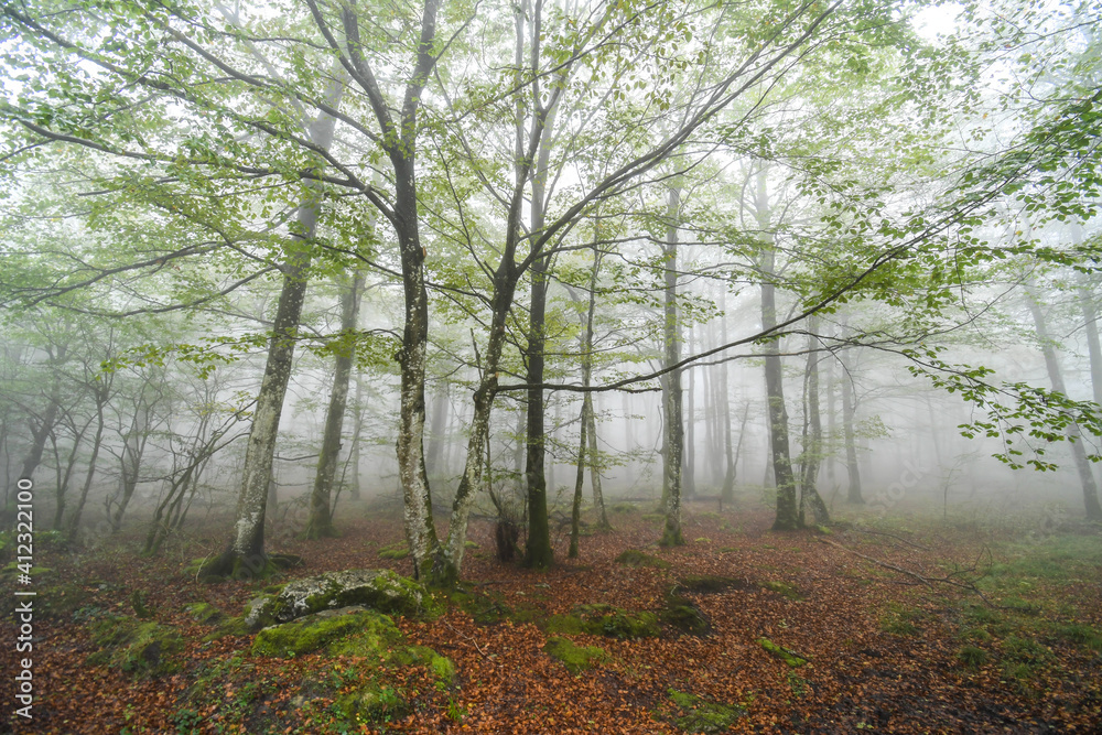 Obraz premium Beech trees in the mist