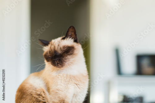 Cat enjoys the morning light at home