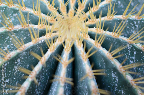 Closeup of spiky bluish cactus photo