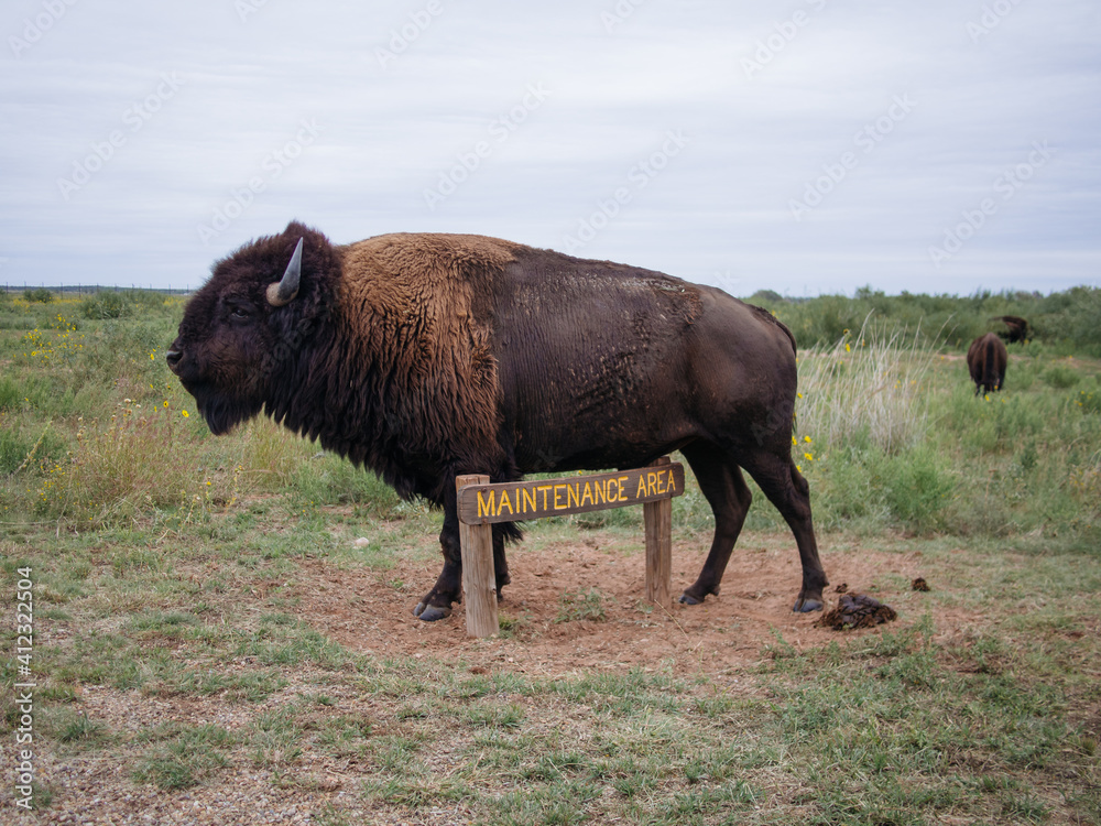 American Bison Buffalo American Bison Buffalo