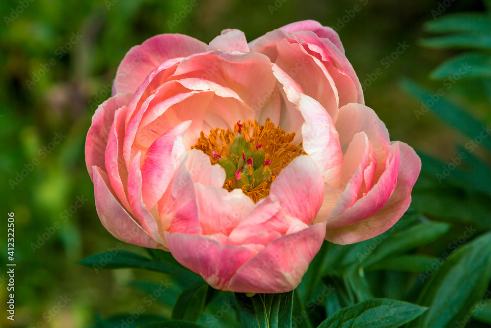 Herbaceous peony Coral charm in flowers garden Herbaceous peony Coral charm in flowers garden