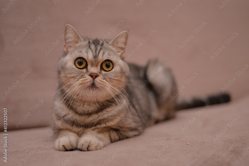 kitten scottish british cat burma munchkin animals