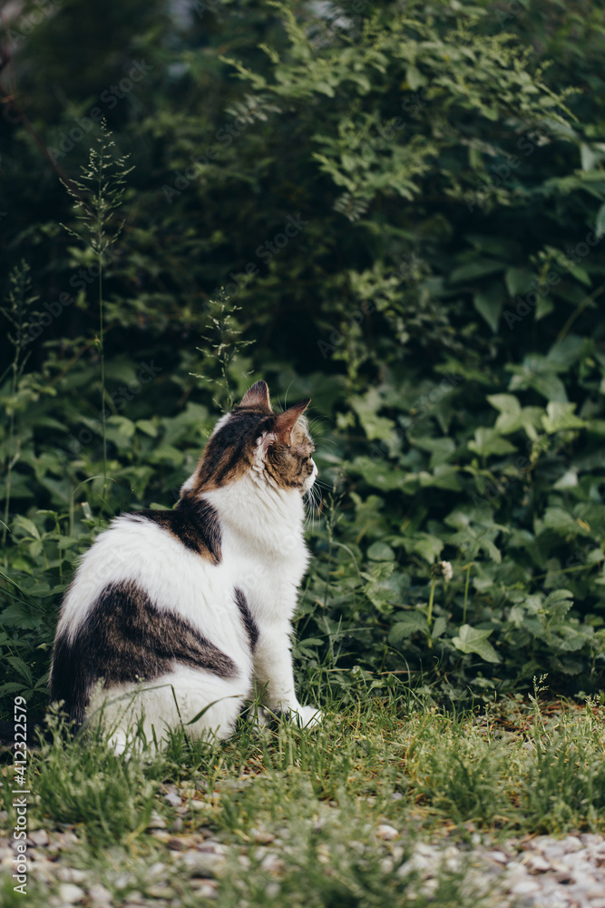 Siberian cat sits close to bush hunting for something Siberian cat sits close to bush hunting for something
