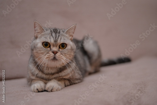 kitten scottish british cat burma munchkin animals