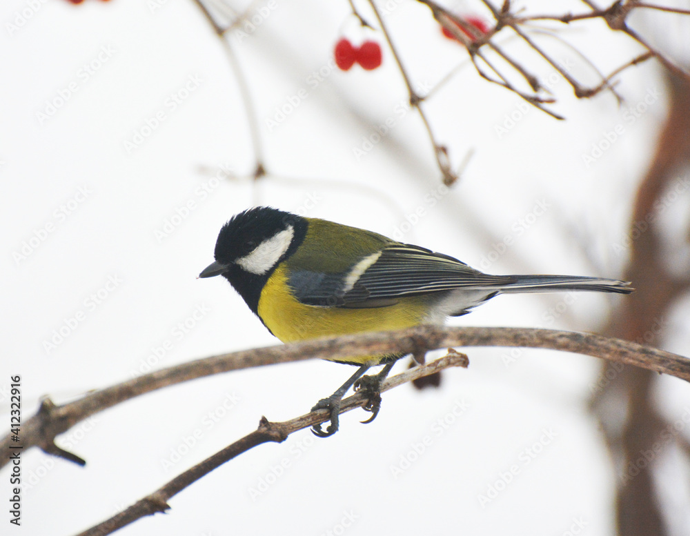 The great tit (Parus major) on the branch