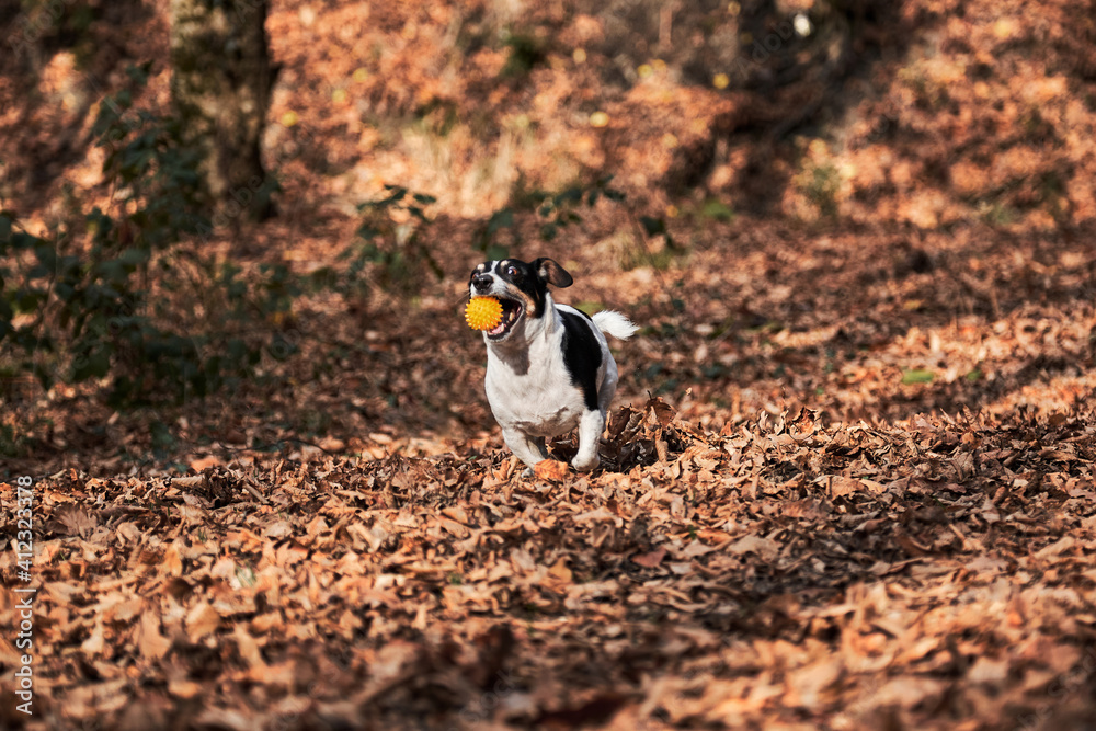 Walk with jack Russell in autumn forest. Hunting British short legged dog breed. Black and white smooth haired Jack Russell Terrier runs fast through woods and plays ball. Walk with jack Russell in autumn forest. Hunting British short legged dog breed. Black and white smooth haired Jack Russell Terrier runs fast through woods and plays ball.