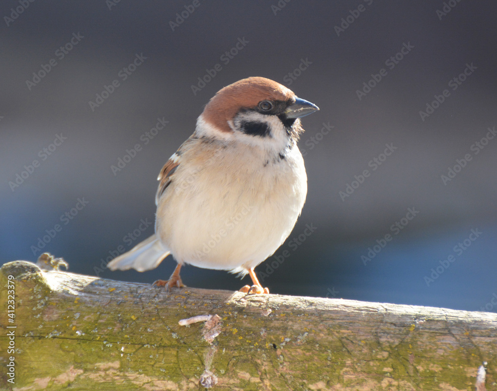 Fototapeta premium Field Sparrow (Passer montanus) sits on a branch