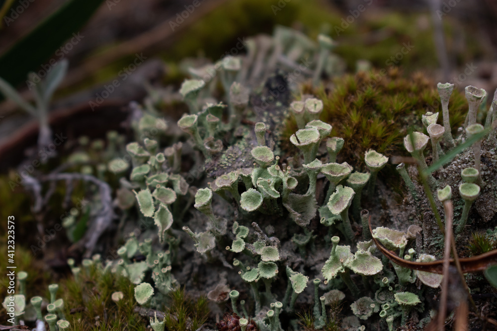 moss on the tree