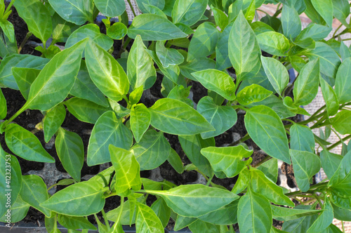 Wallpaper Mural Growing seedlings of sweet pepper in cassettes Torontodigital.ca