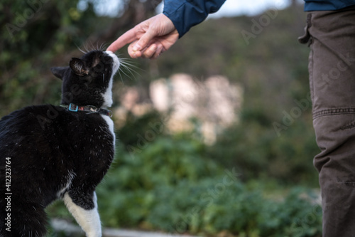 hand stroking a cat