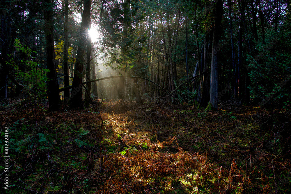 Fototapeta premium Light beam shine through the forest in the morning