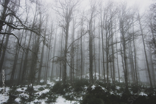 fog snow woods