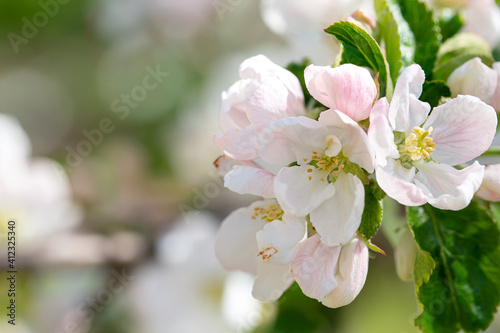 Branch with apple flowers in spring garden on natural background