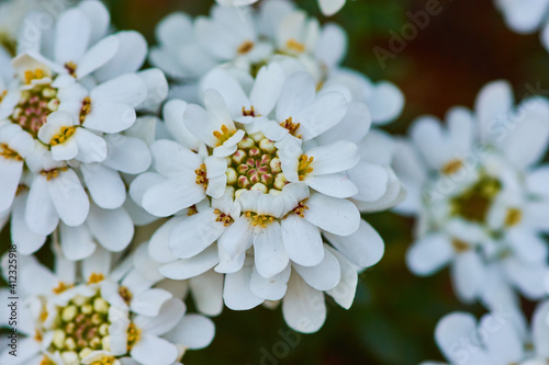 Closeup shot of beautiful white evergreen candytuft flowers in a garden photo