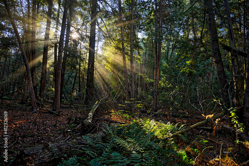 Fototapeta Naklejka Na Ścianę i Meble -  Sunbeam shines through the trees in the forest in the morning