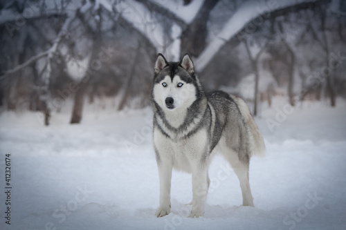 siberian husky in the snow © Анастасия Гусева