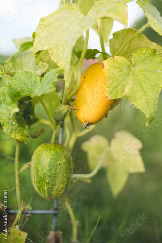 Vertical Cucumbers photo