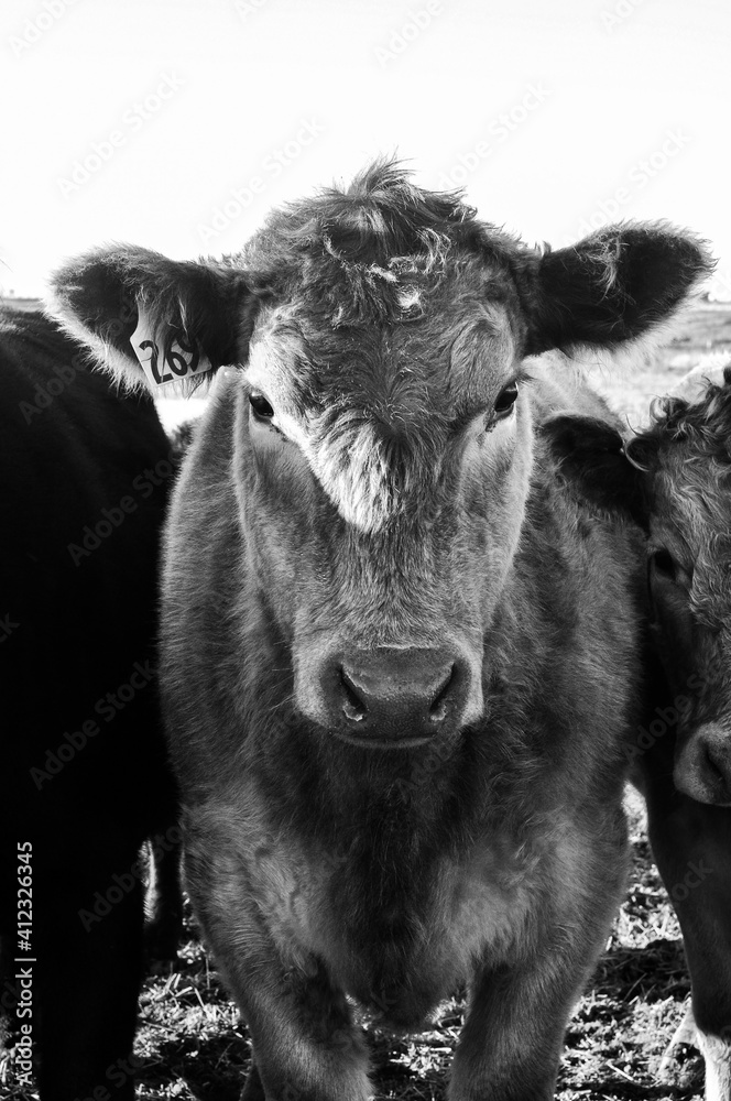 Fototapeta premium B&W Cow