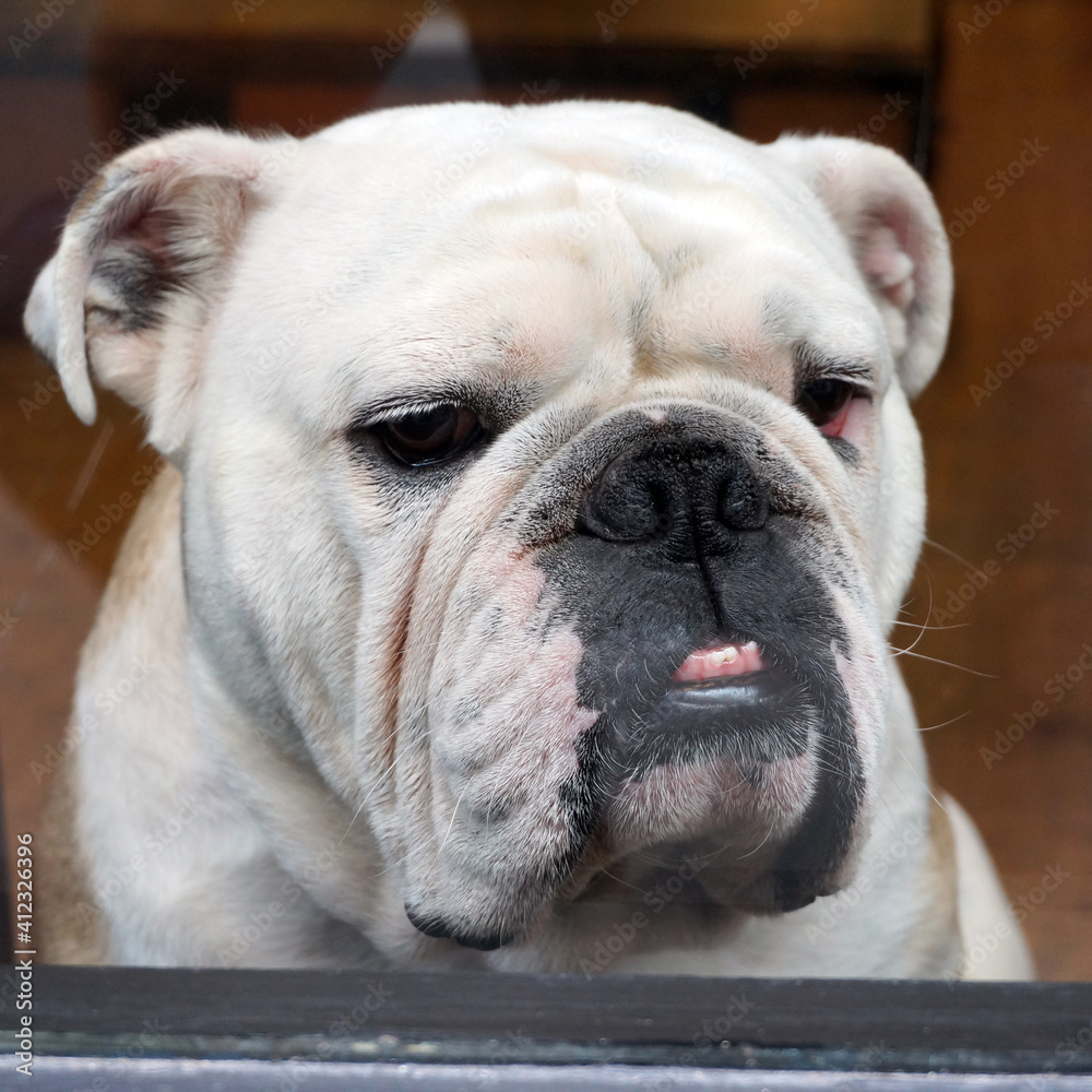 Bulldog behind glass Bulldog behind glass