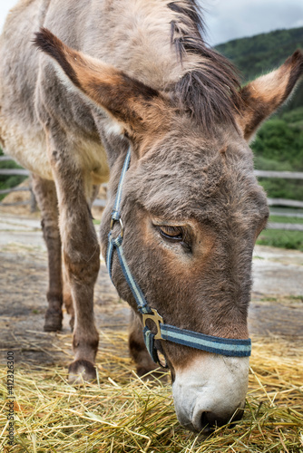 Donkey on animal farm feeding itself hay