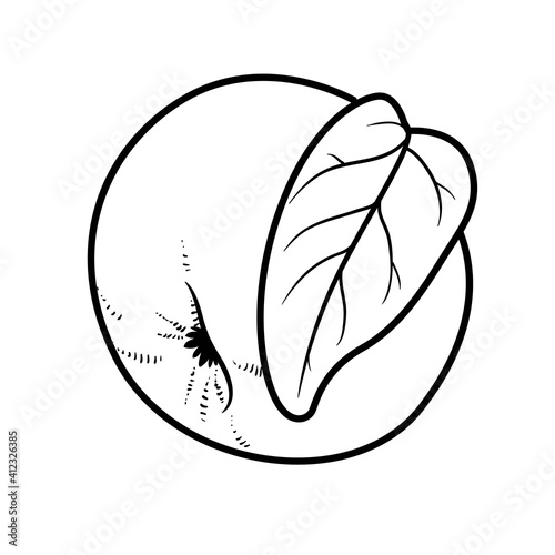 Apple with leaf linear drawing on white background