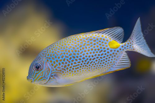 Rabbitfish siganus with cyan body and golden spots is underwater