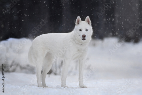 dog in snow