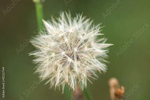 dandelion seed head