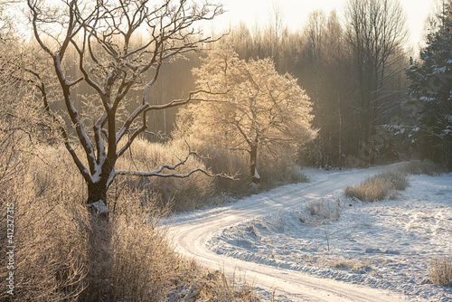 Winter forest, snow-coverd trees, Podlasie Poland