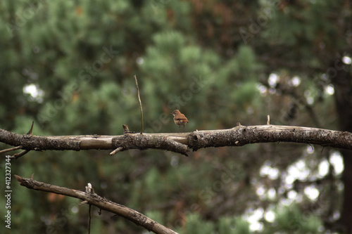 small rufous hornero on a branch