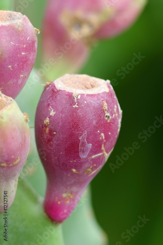 Opuntia cactus fruit photo