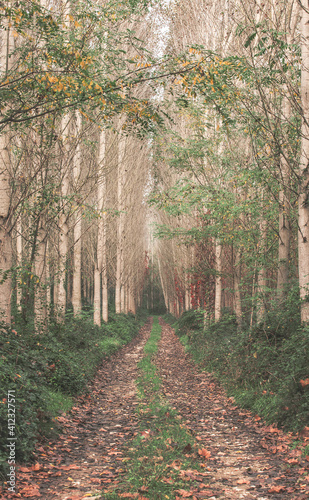 Poplar forest in autumn. photo