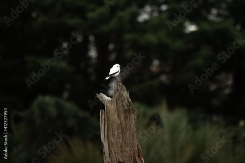 white monjita on a tree