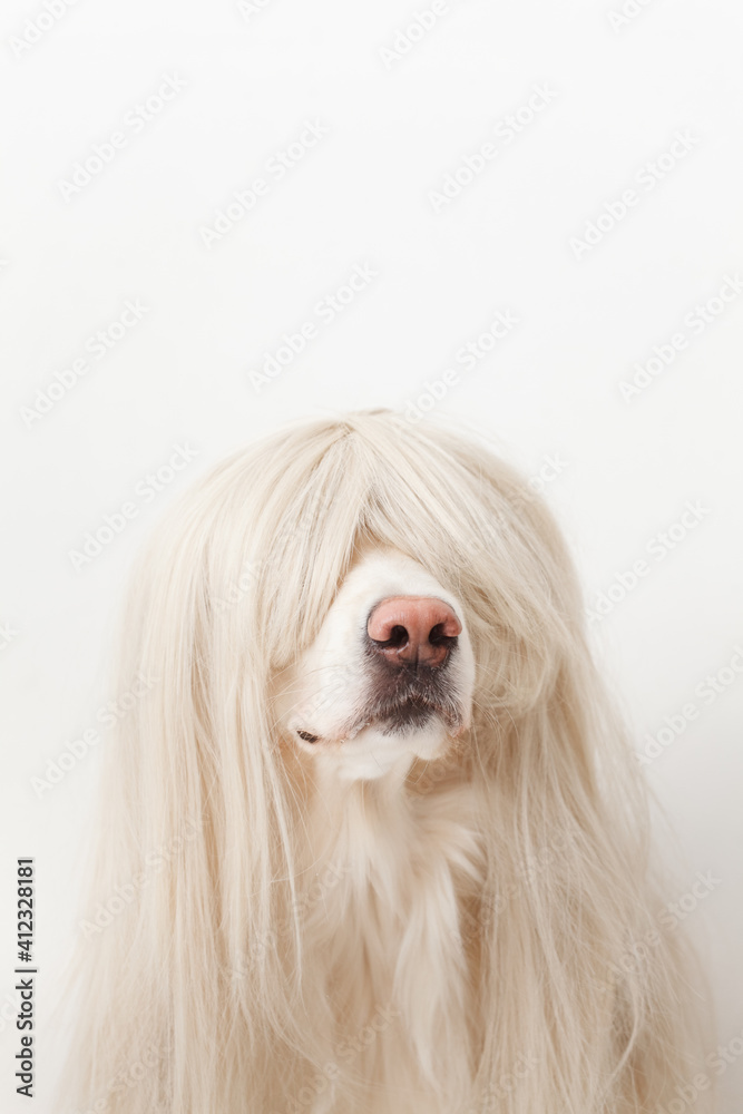 funny golden retriever in a wig sitting in the studio closeup funny golden retriever in a wig sitting in the studio closeup